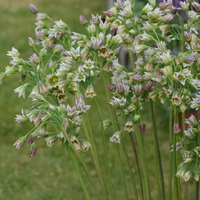 Nectaroscordum siculum  Photo: J. Amand